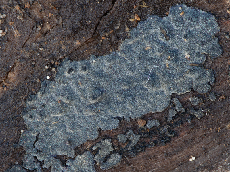 Terana caerulea